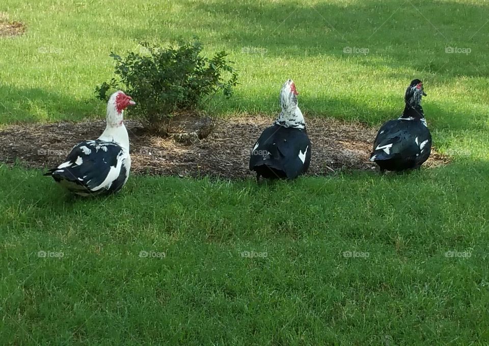 Three Amigos (geese)
