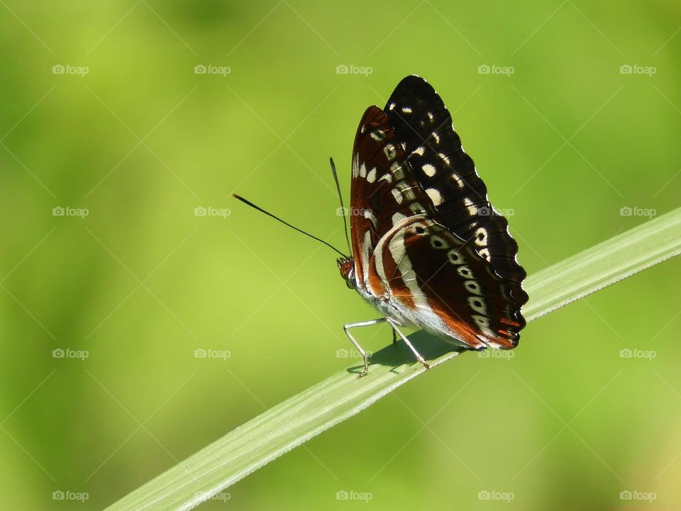 Beautiful and cute butterfly