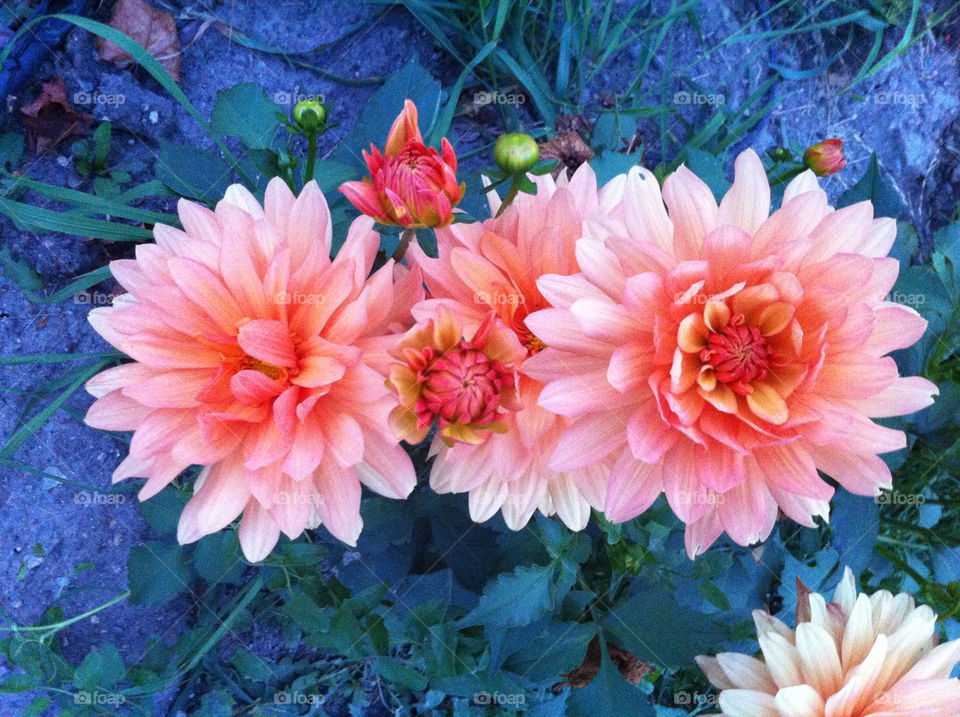 flowers italy peach beauty by hmsaibhlin