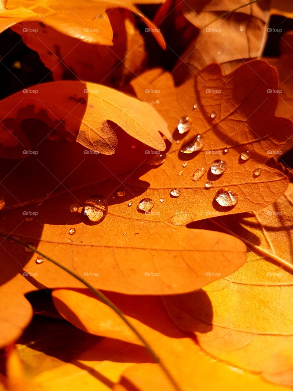 Drops of rain on autumn yellow leaves