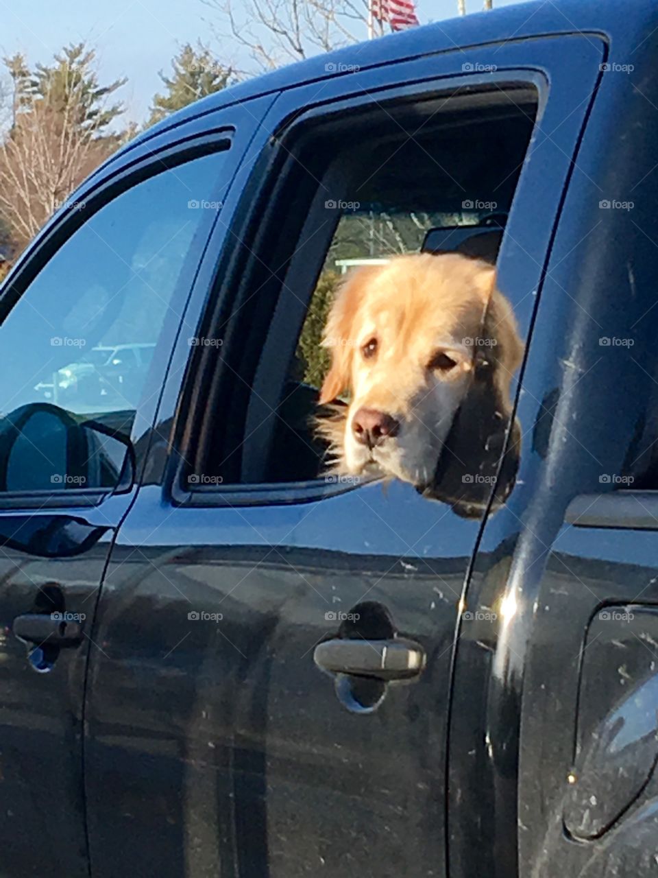 Dog Patiently Waiting In Back Seat of Truck

This dog was patiently waiting for his master to come out of the grocery store or maybe even the dog treats that might be coming out for him too!🐶