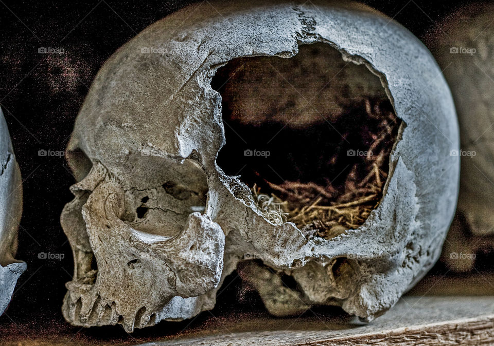 Remnants of an old, bird’s nest can be seen in the hollow of a human skull