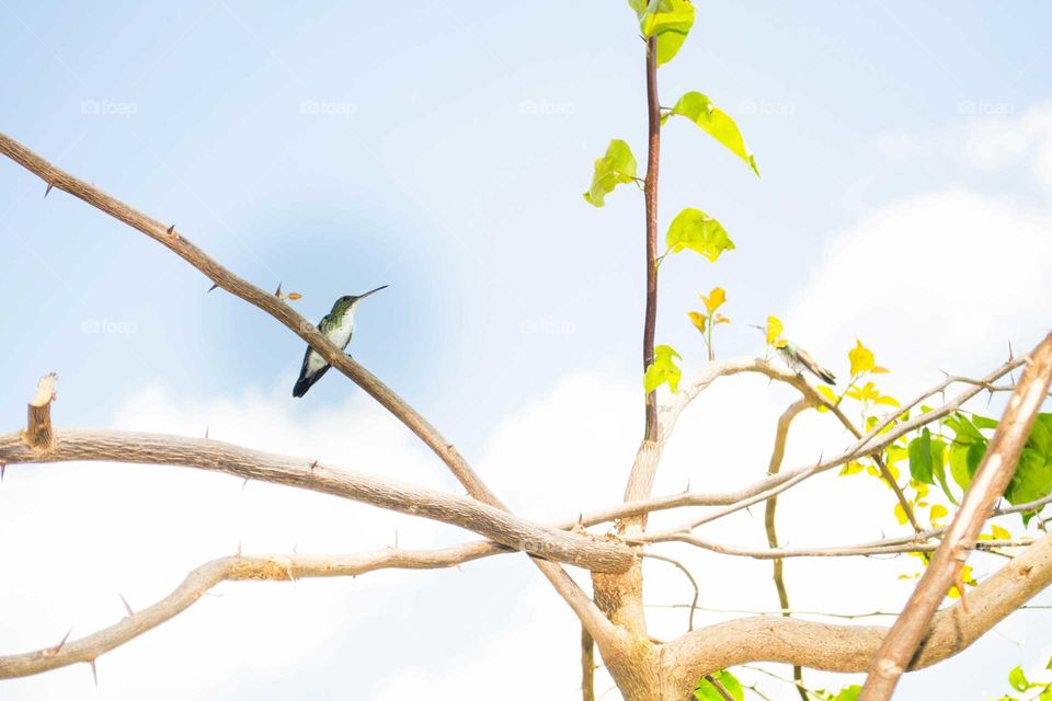 Two humming birds perching on the tree branch