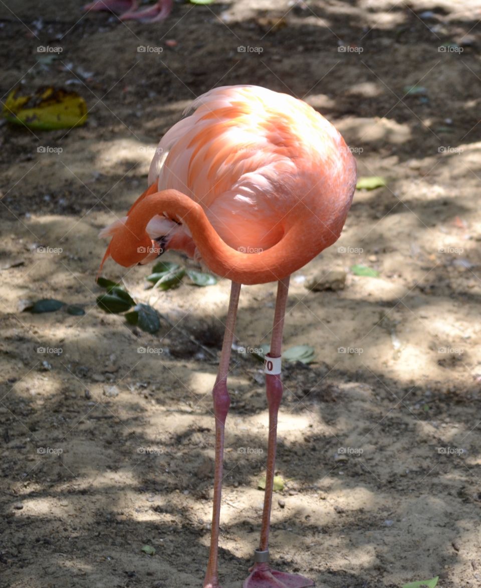 A lone pink flamingo with curved neck standing on sand