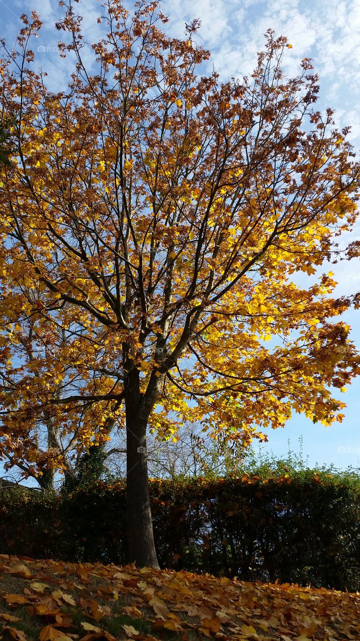 Tree, Fall, Leaf, No Person, Landscape
