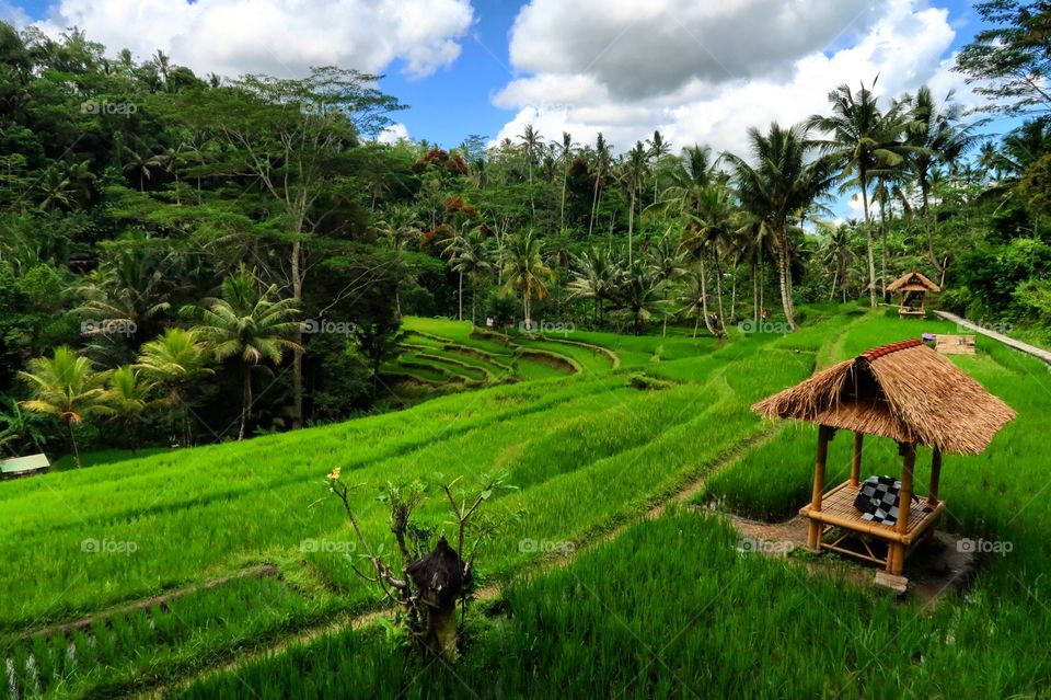 Rice fields Bali, Indonesia 