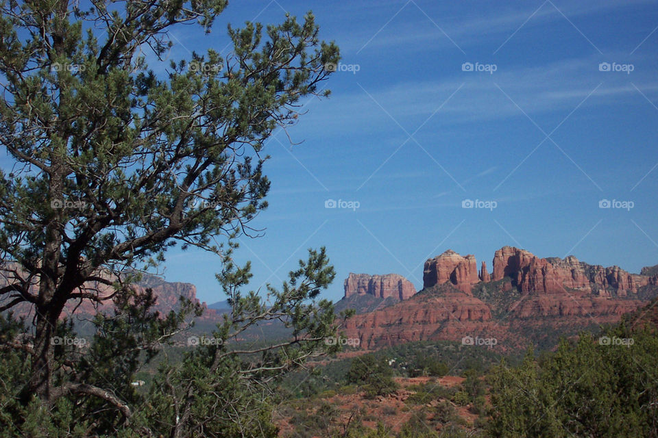 Green tree in the desert against plateaus in Sedona Arizona USA