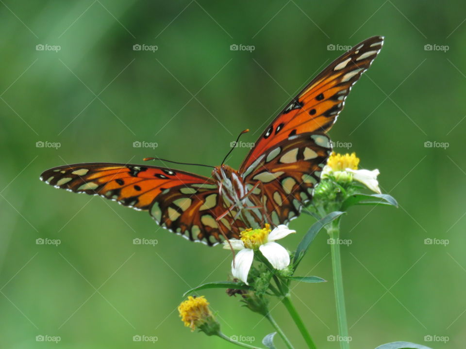 gulf fritillary