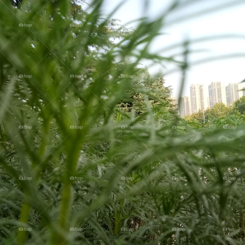 Cakrawala bunga/زهرة الأفق/Flower horizon/花草视界