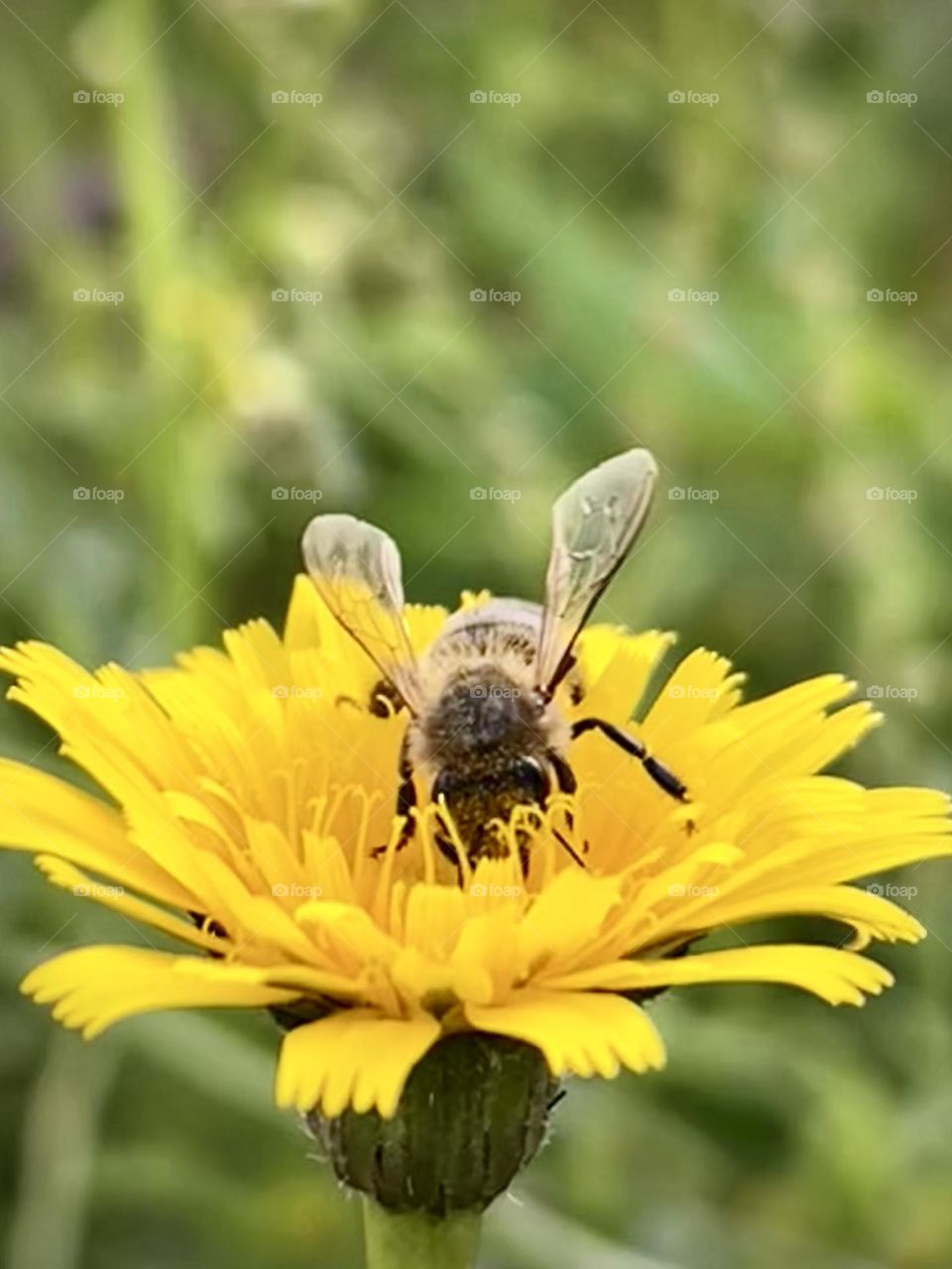 Bee