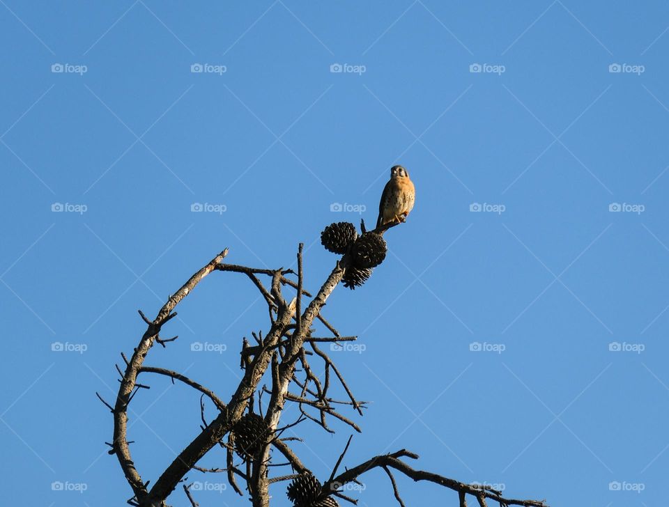 Although looking like an owl, this harrier belongs to the family of eagle and hawks.