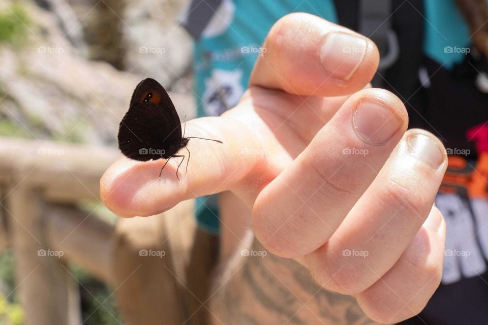 butterfly on a finger