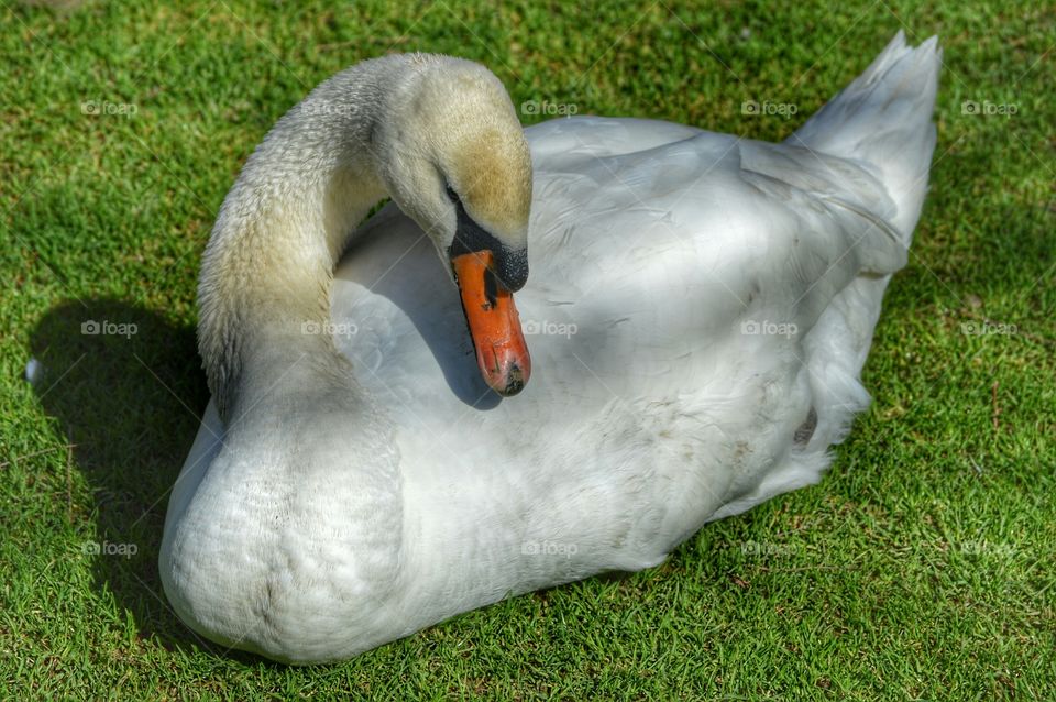 Swan resting on grass