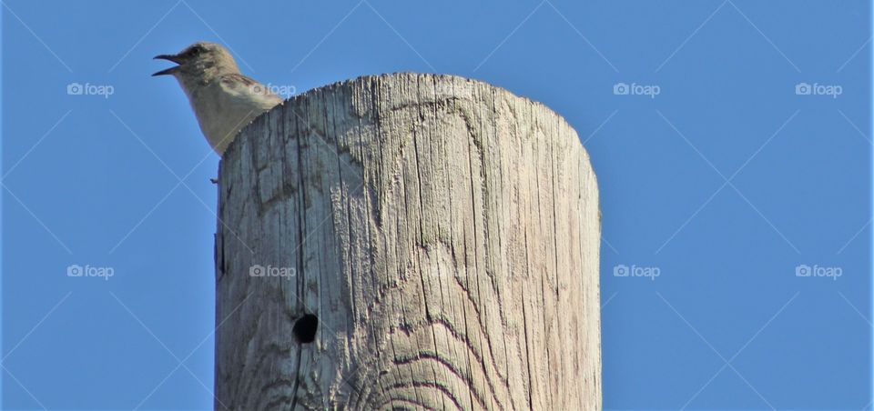 Young Northern mockingbird calling from atop tall wooden pole with blue June sky background 