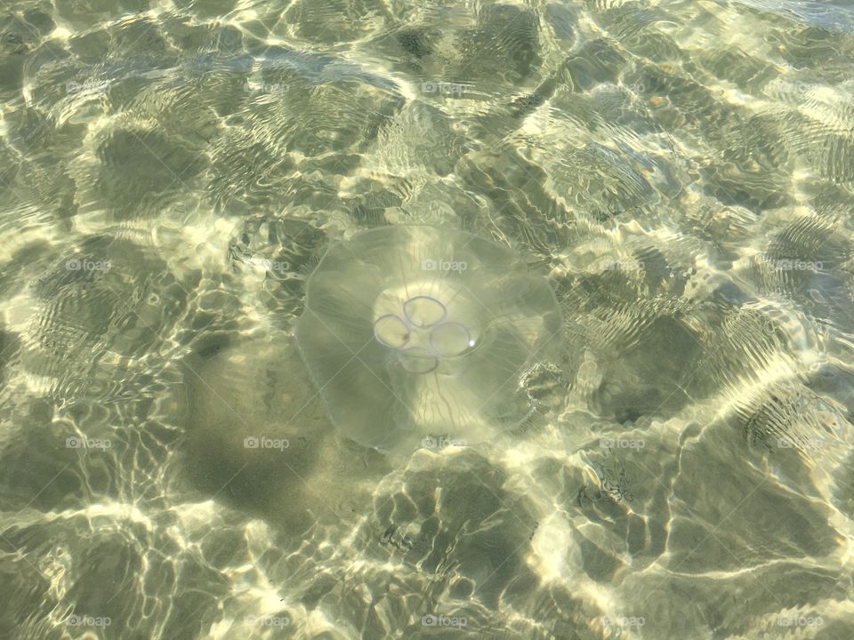 Jellyfish