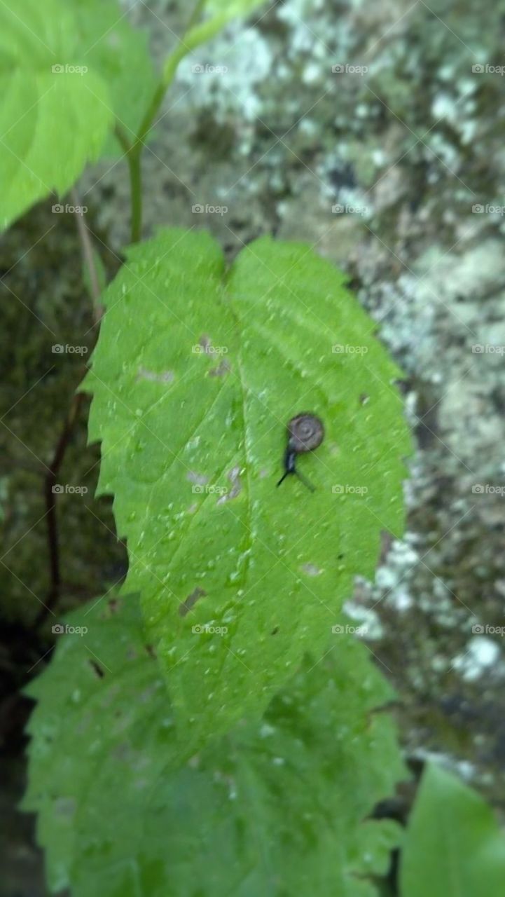 Little Snail Friend 