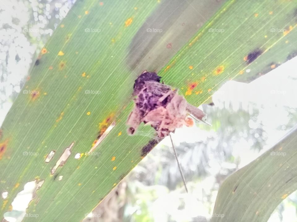 Bag caterpillar pest Mahasena Corbetti is leaf-eating pest