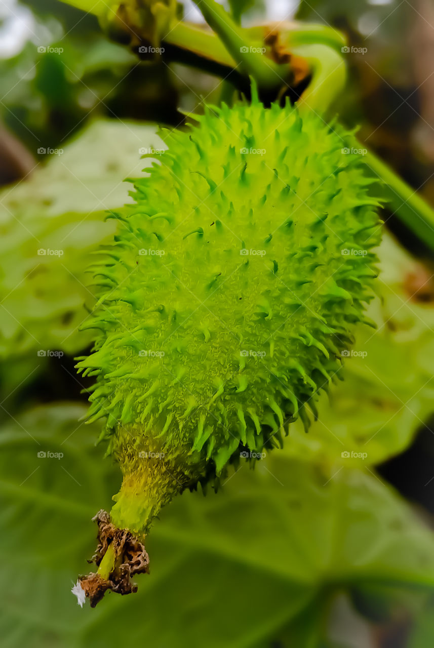 spiny gourd nice looking image it is wild fruit