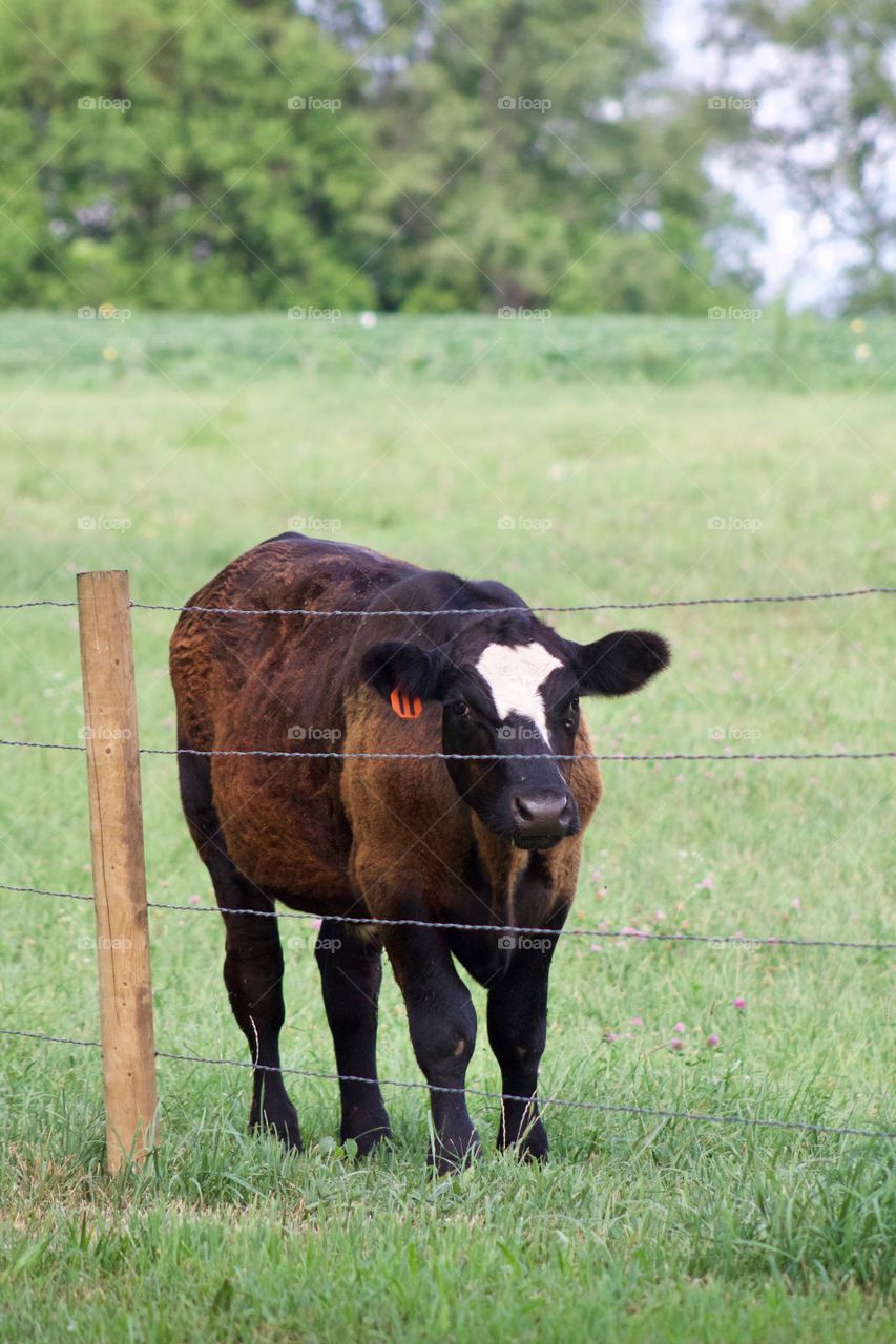 A contented steer in a lush pasture,  enjoying the cool of the day 