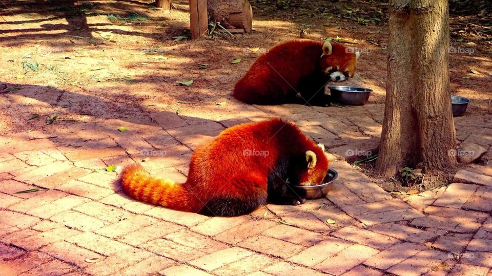 Hungry Red Pandas