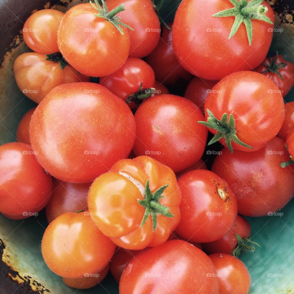 Country Tomatoes 
