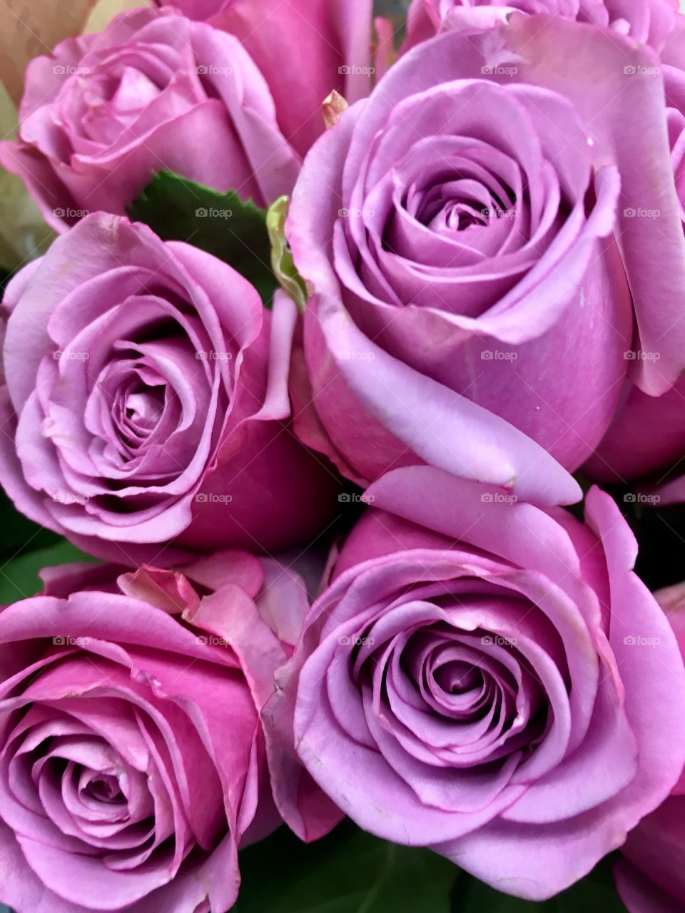 Lavender rose blossoms 