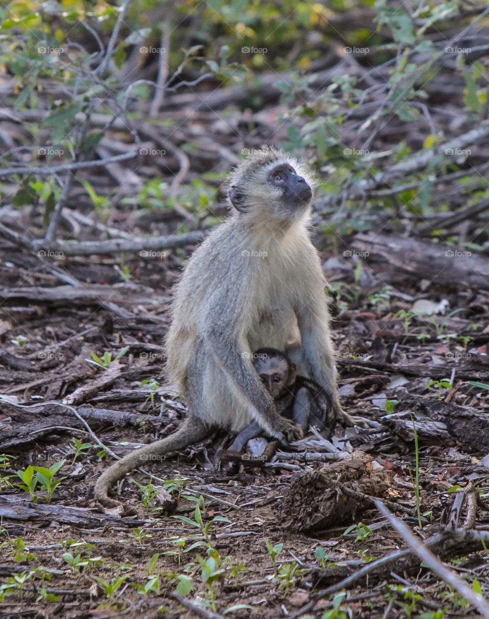 A mother protects her newborn, while looking to the sky