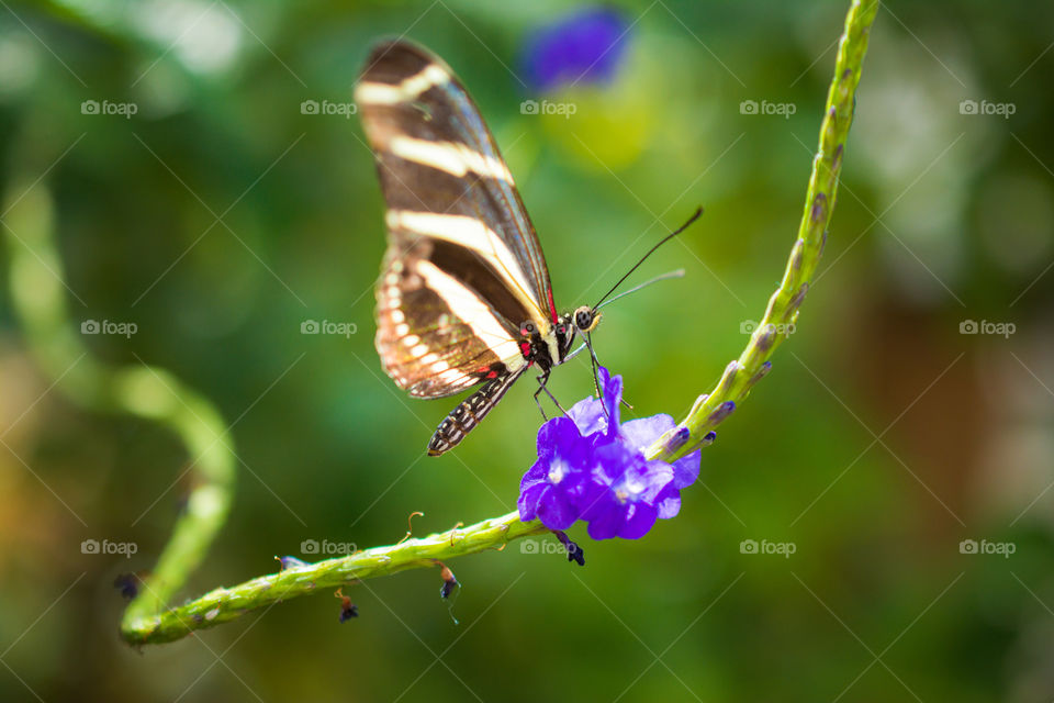 Small Butterfly on a Purple Flower