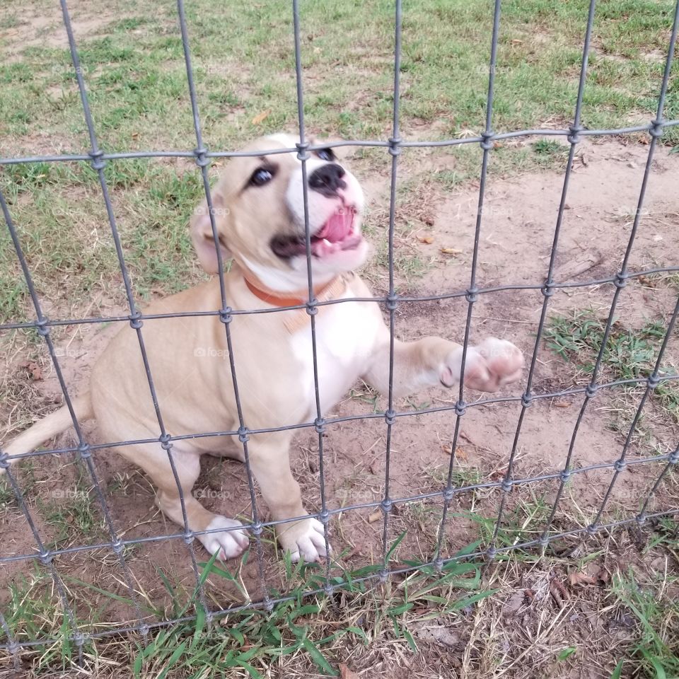 Cute pit puppy