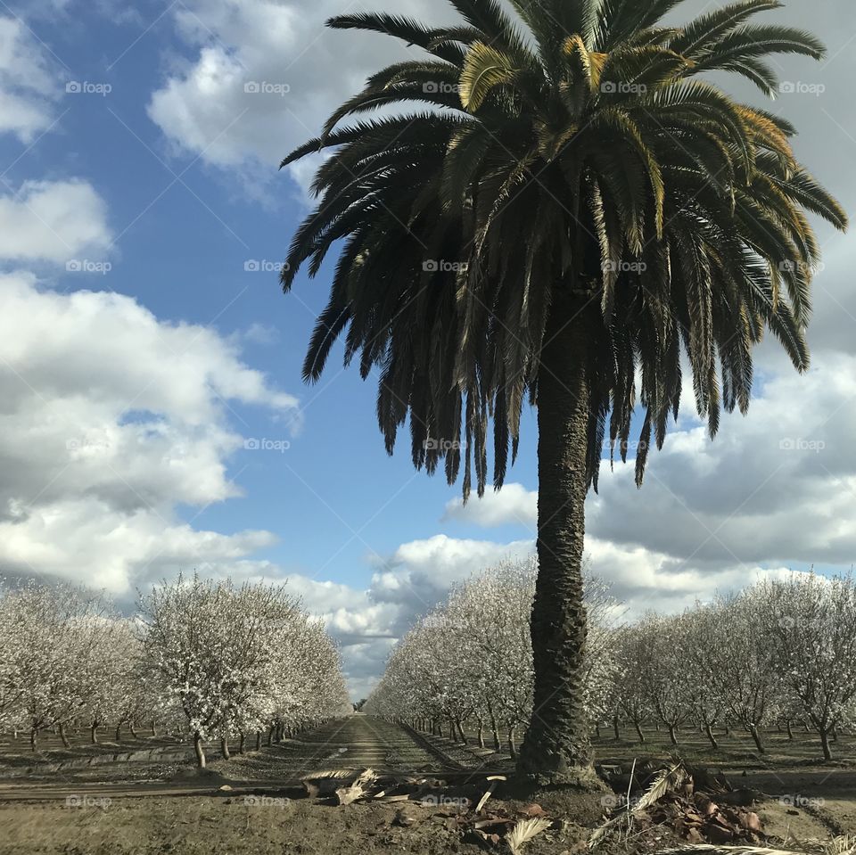 Almond and palm trees in central California 