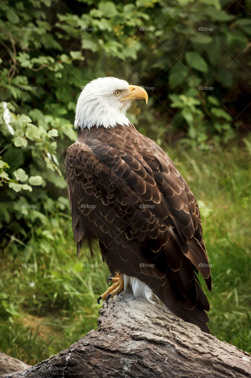 Eagle perching
