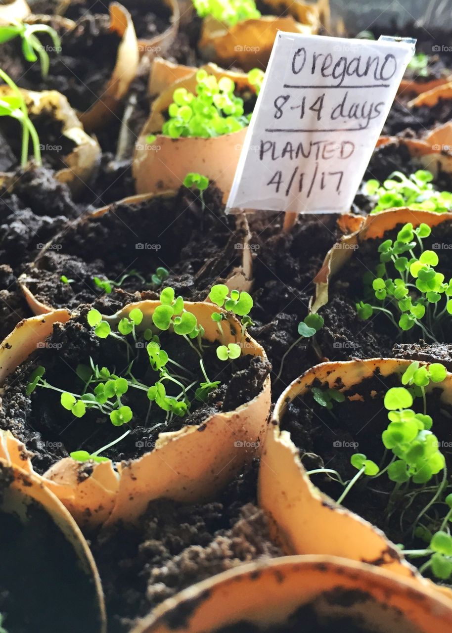Oregano seeds sprouting in egg shells