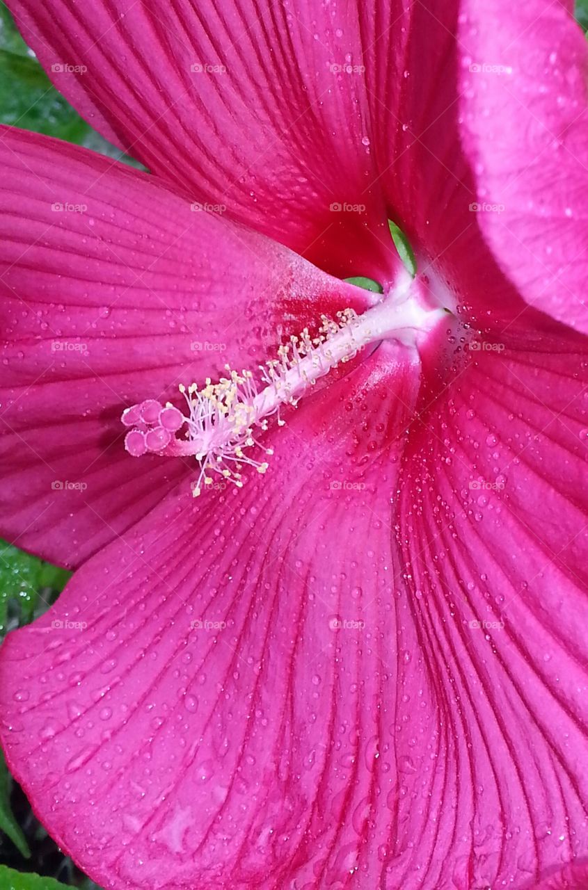 Hibiscus in the Rain