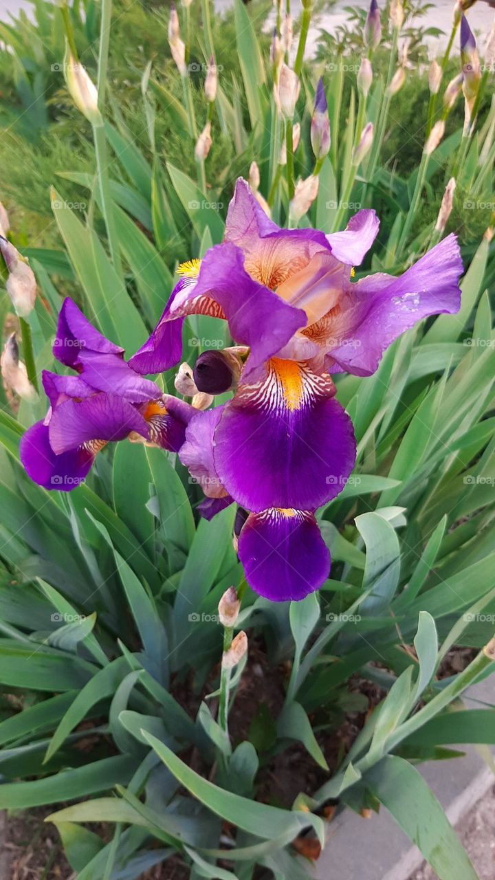 Flora Iris violet flower