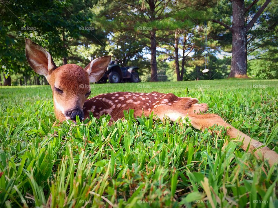 Baby deer.