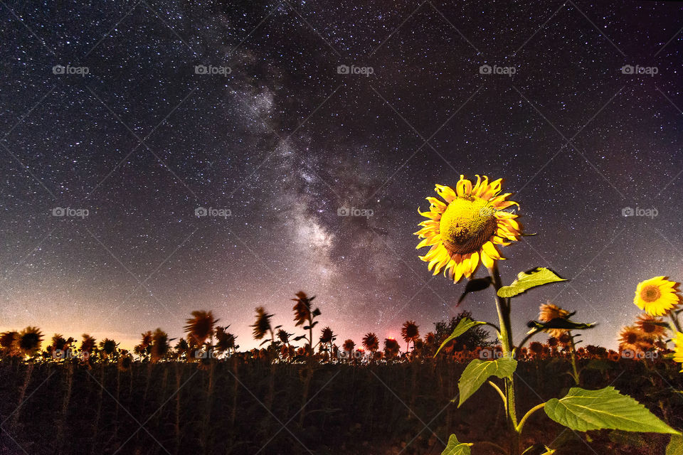 Sunflowers and Milky Way