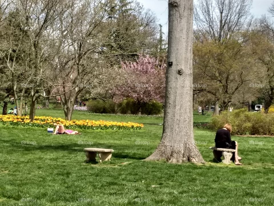Guilford Community urban park setting in Baltimore.  Tulip gardens and flowering trees create peaceful setting for springtime gathering in the outdoors.