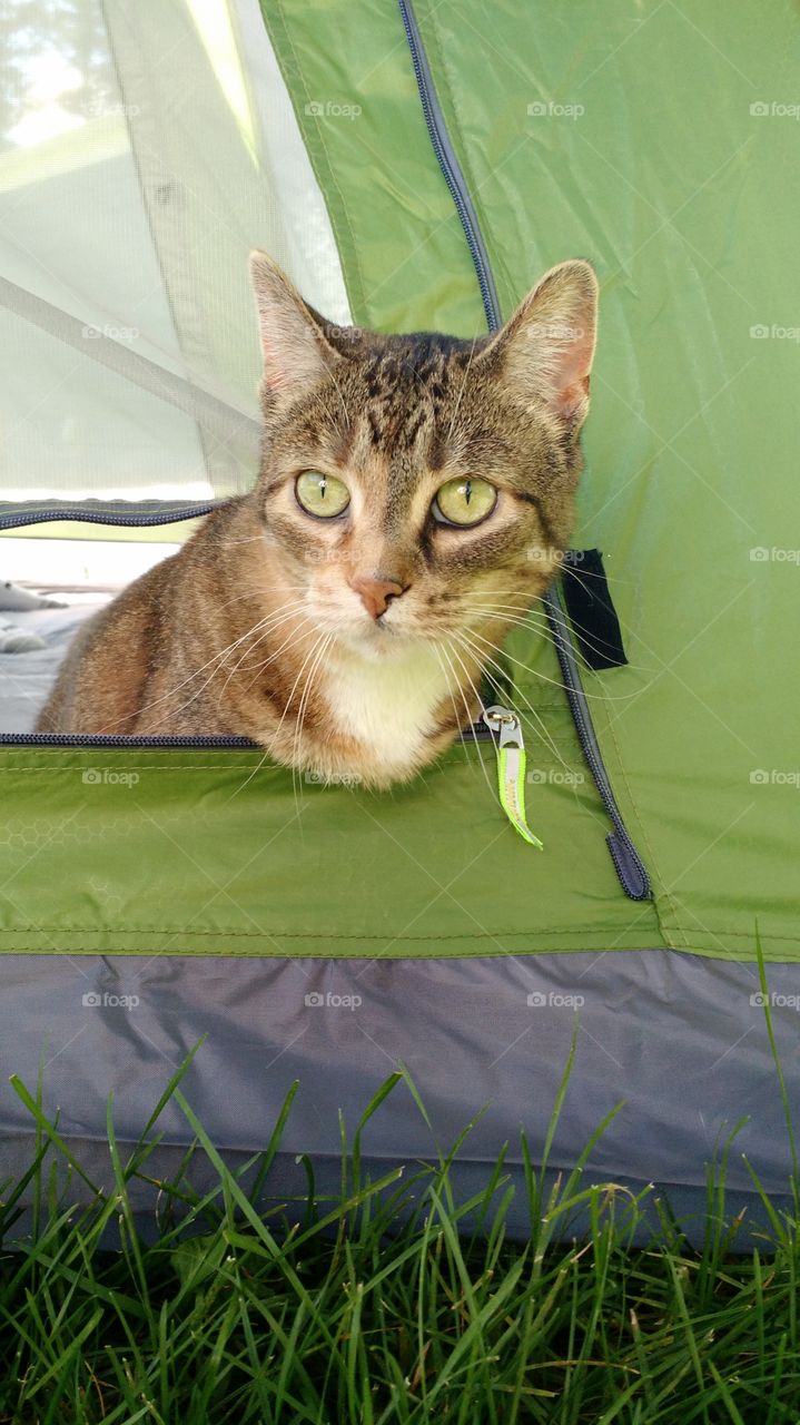 Cat Camping
