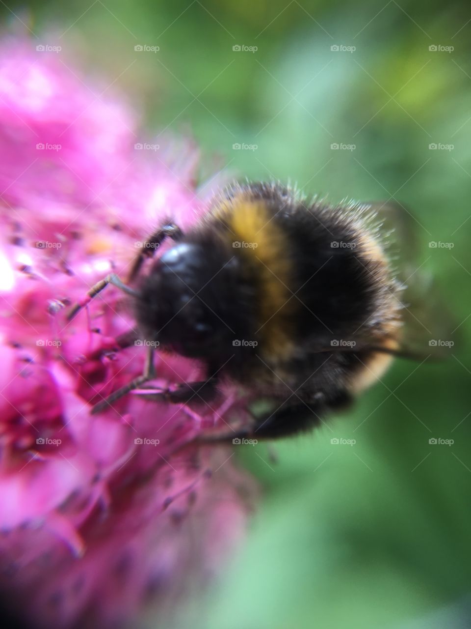 Bumblebee on flower 