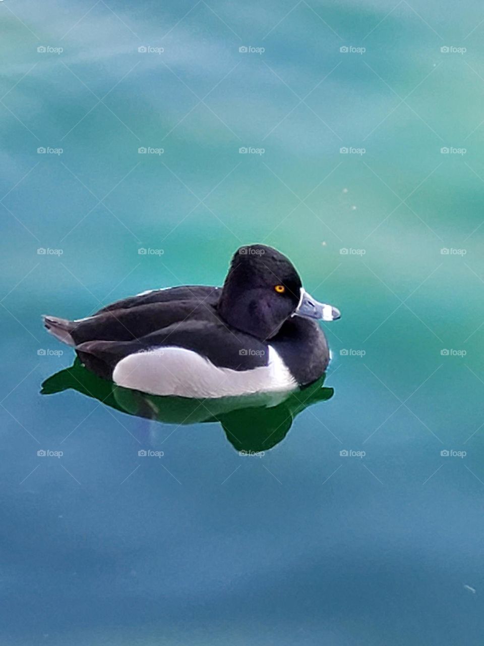 Ring-necked Duck in the Water