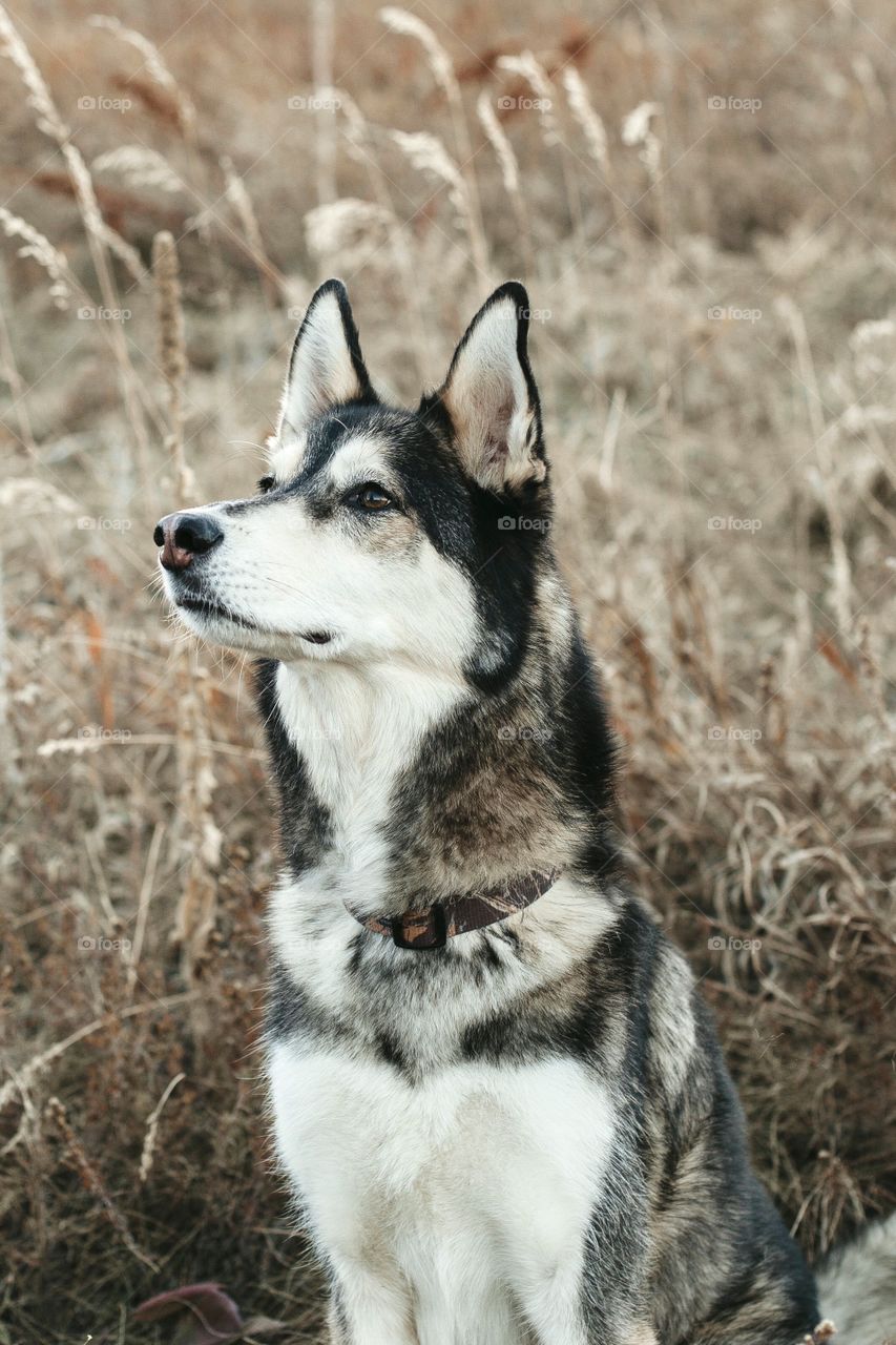 Husky