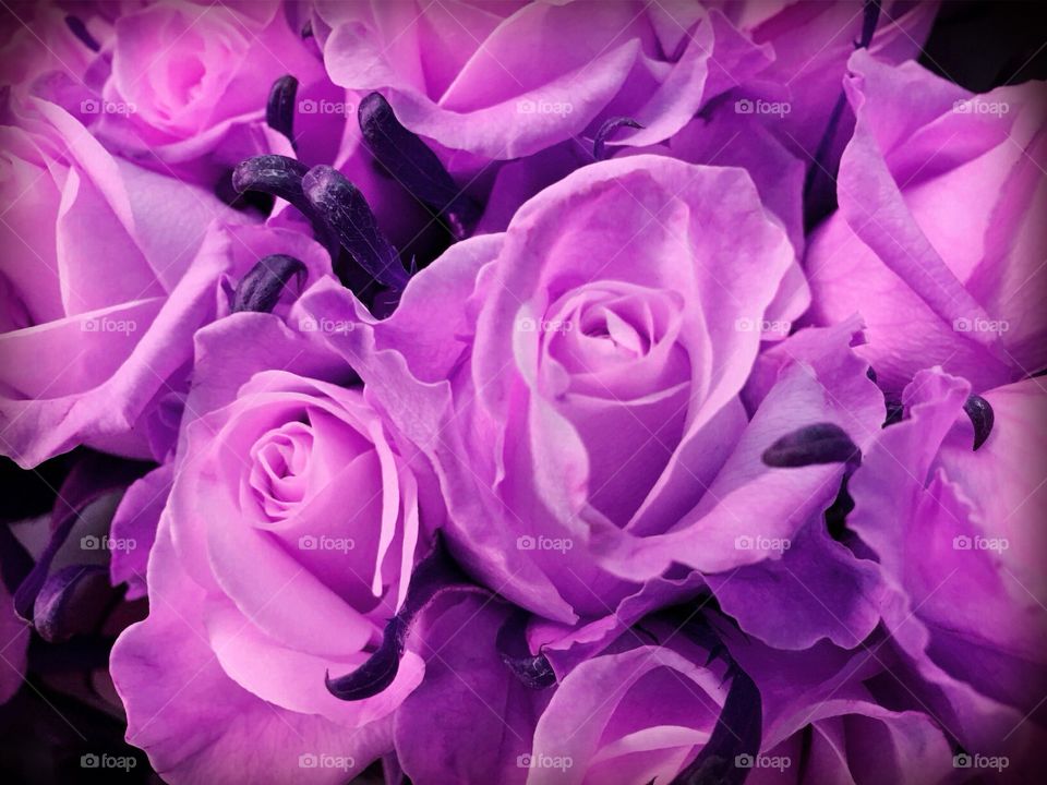 Lavender roses 