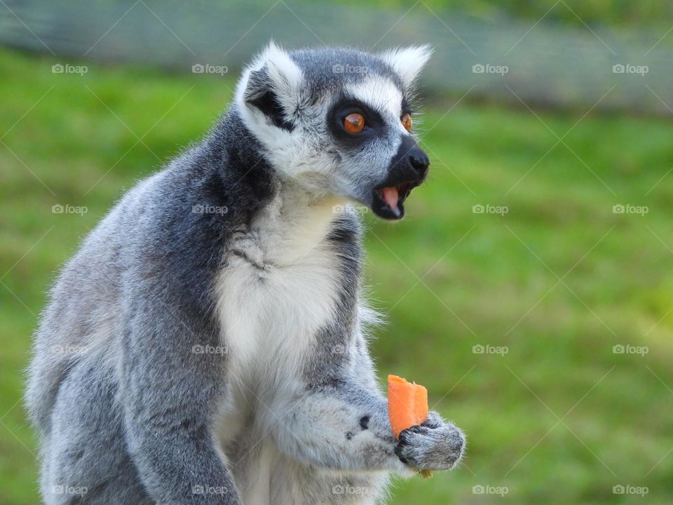 A close up of a lemur 