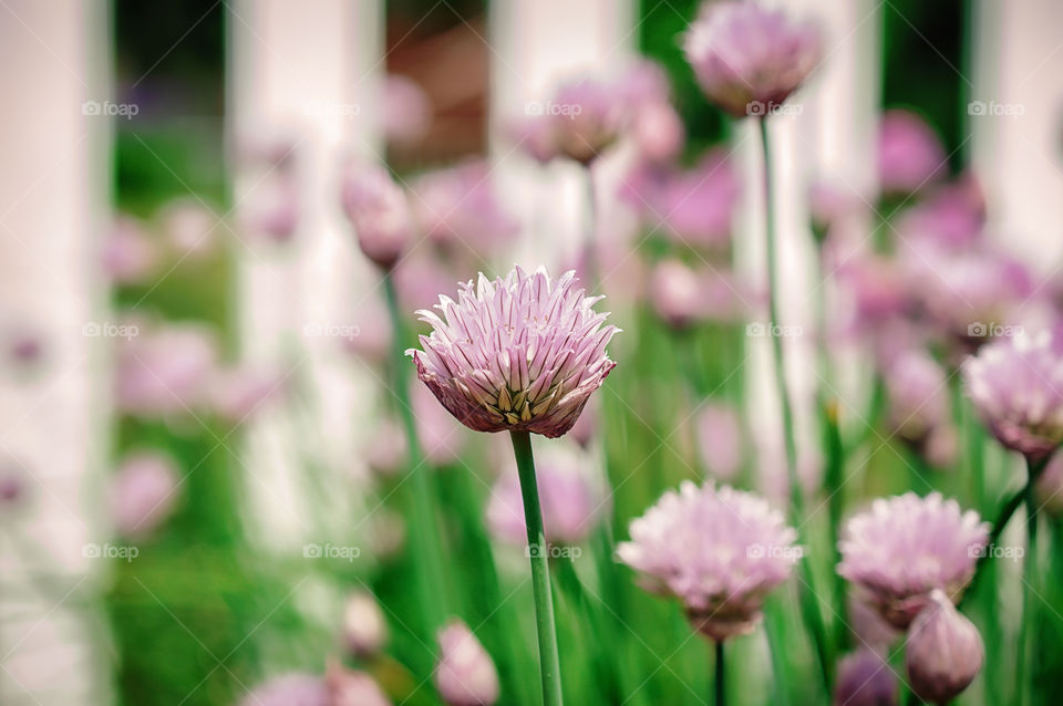 Close-up of pink flower