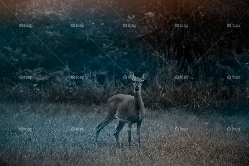Deer digital art