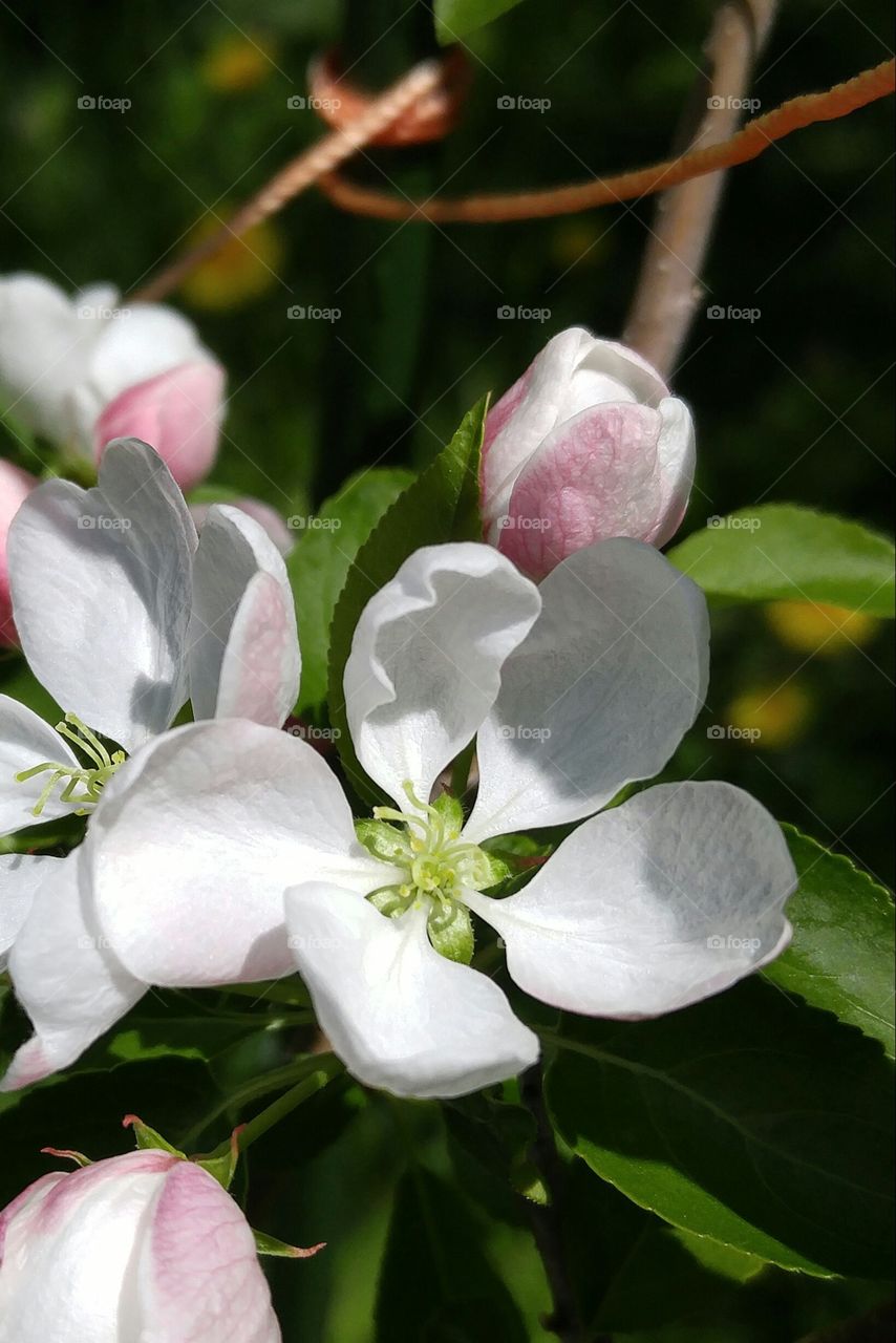 Crab apple flower close up