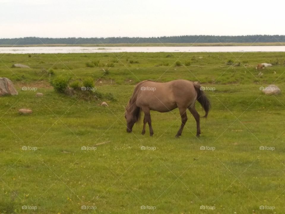 The horse in the nature.
