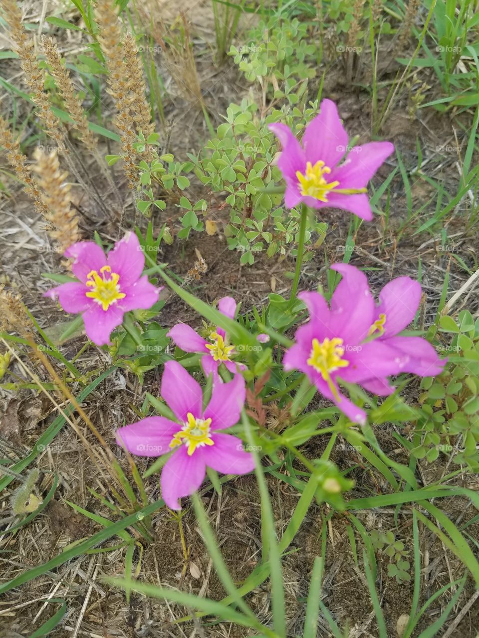 Wildflowers (Galaxy S7)