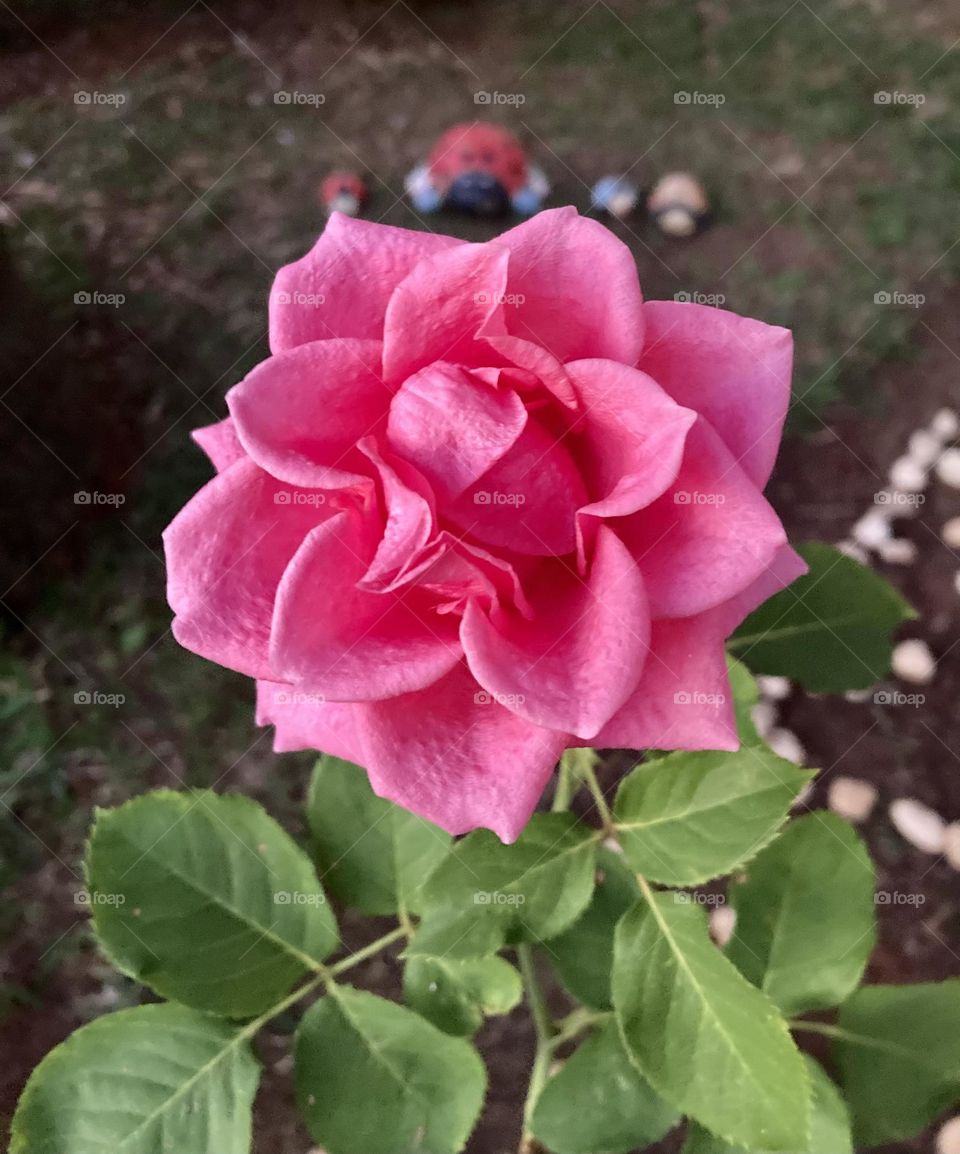 🌹 🇺🇸 Very beautiful flowers to brighten our day.  Live nature and its beauty. Did you like the delicate petals? / 🇧🇷 Flores muito bonitas para alegrar nosso dia. Viva a natureza e sua beleza. Gostaram das pétalas delicadas? 
