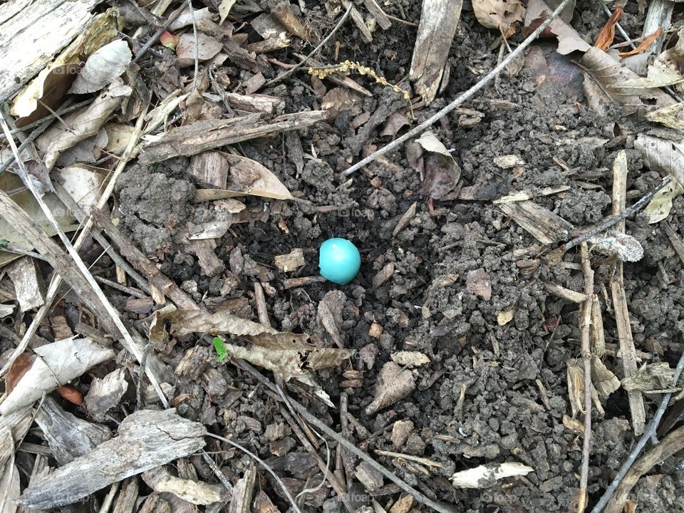 Broken robin egg on ground